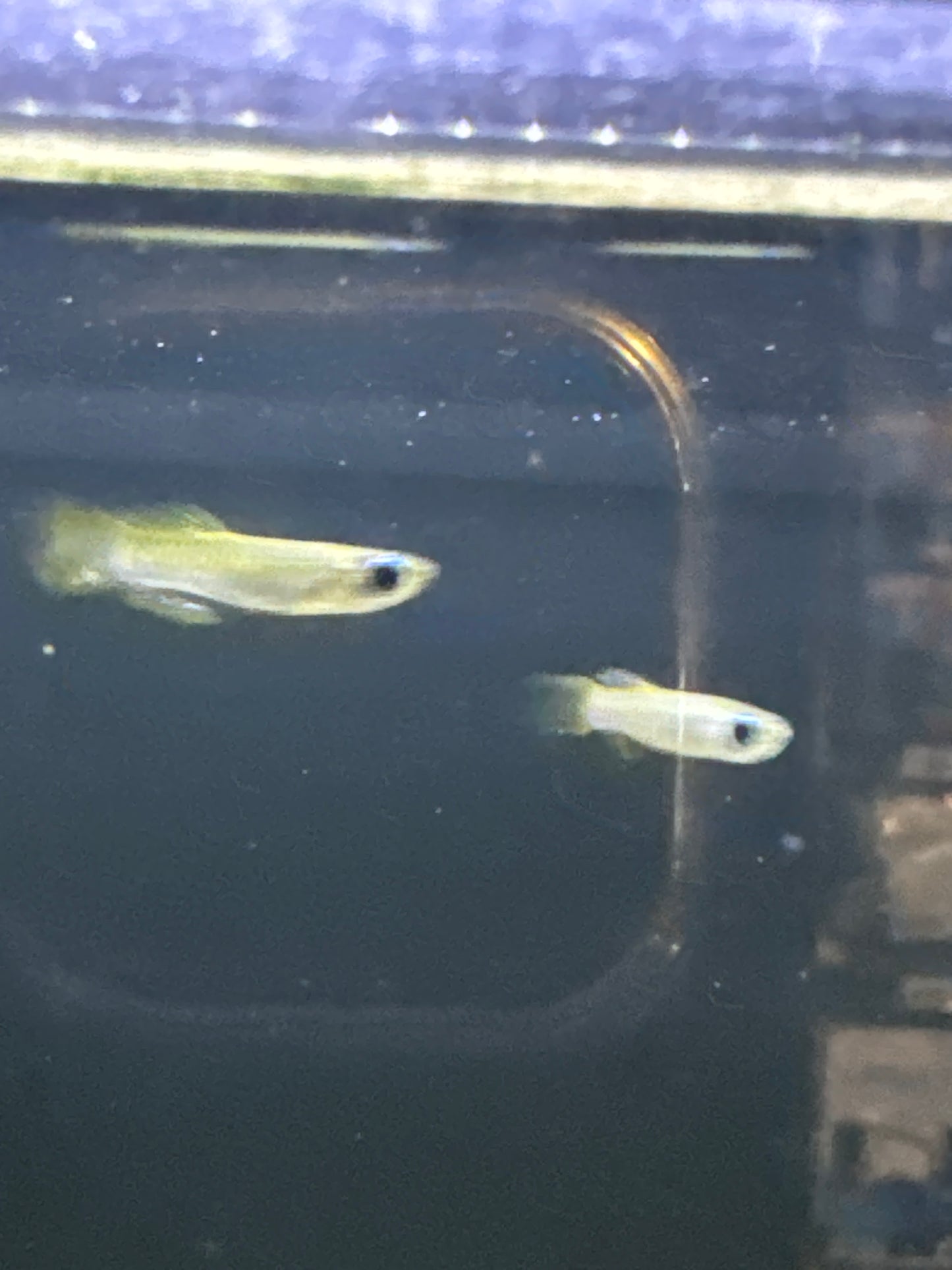 Normans Lampeye (Poropanchax normani)