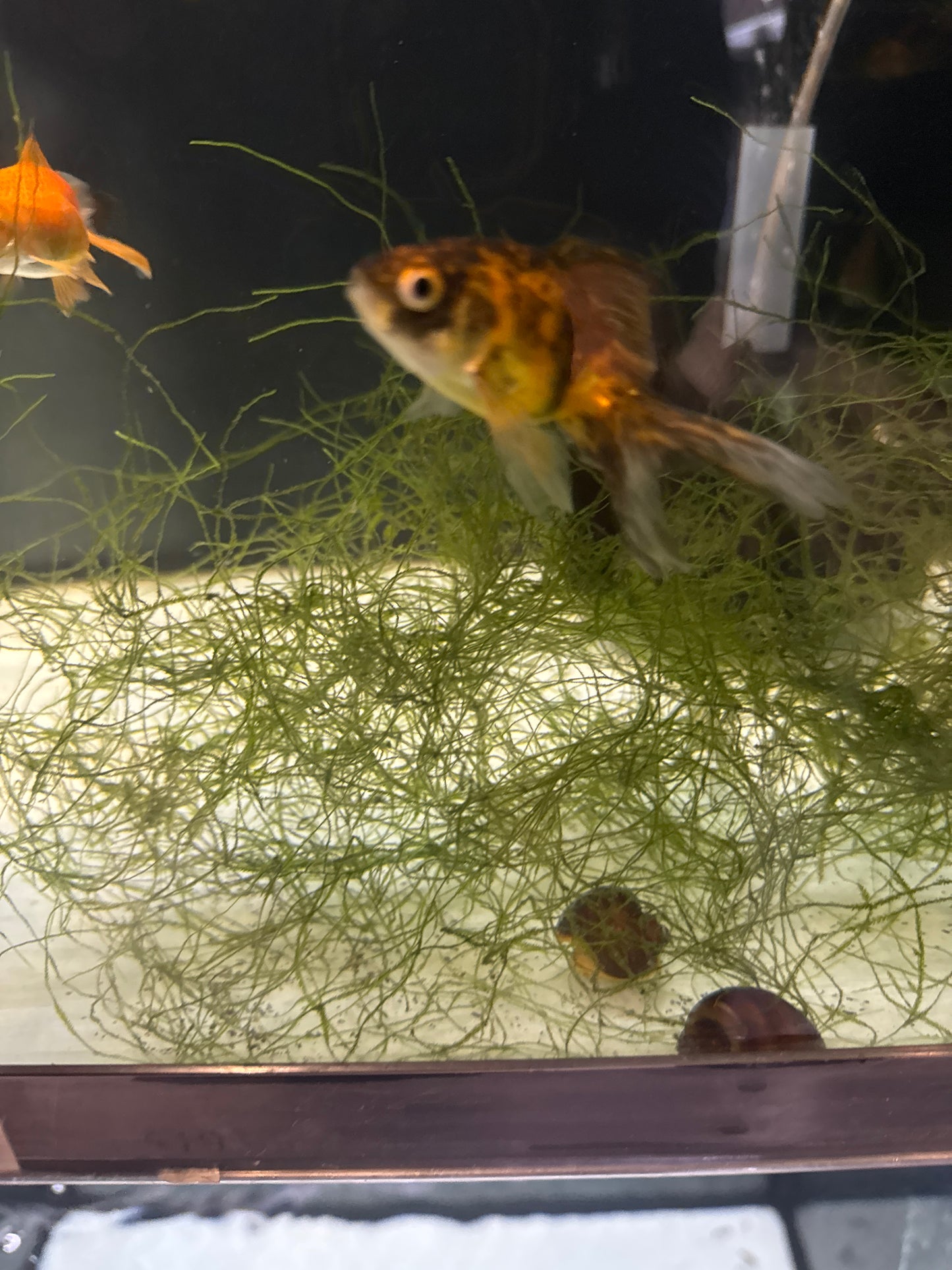 Calico Fantail Goldfish (Carassius auratus)