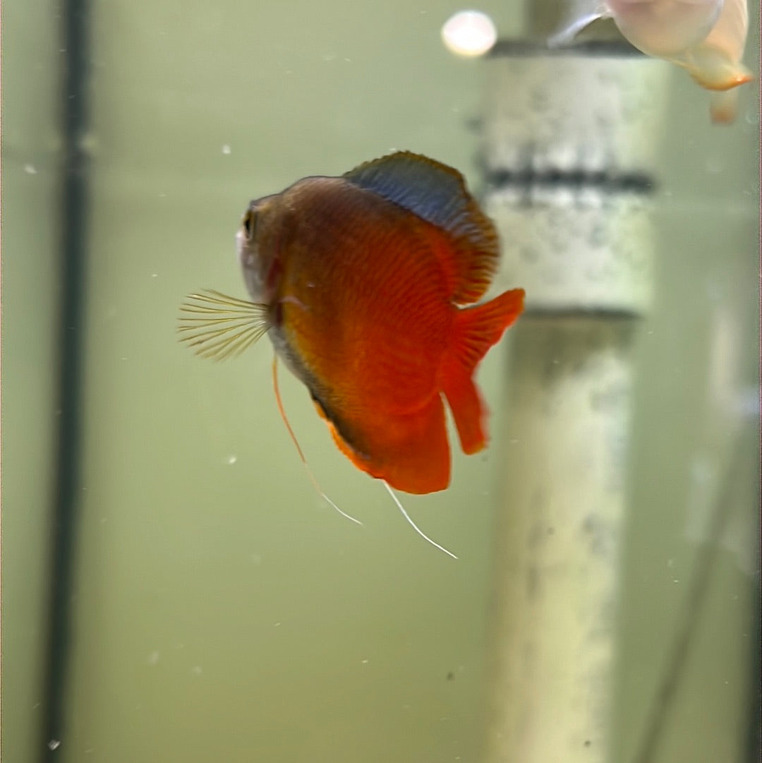 Dwarf Flame Gourami (Trichogaster lalia)