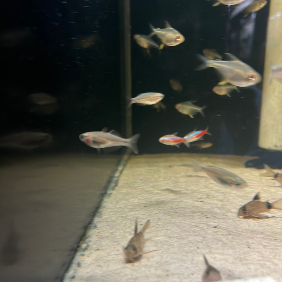 Crimson Spotted Rainbow (Melanotaenia duboulayi)