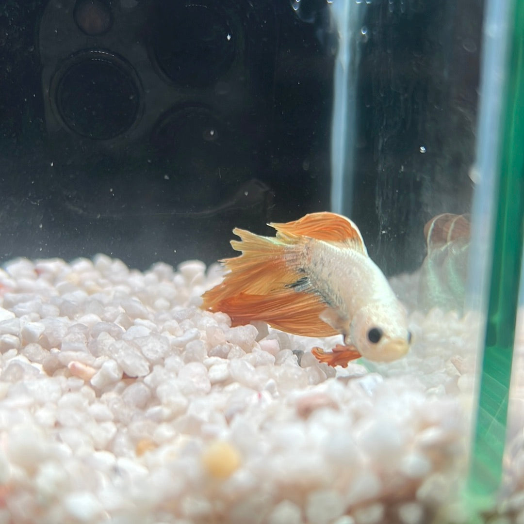 Halfmoon bettas