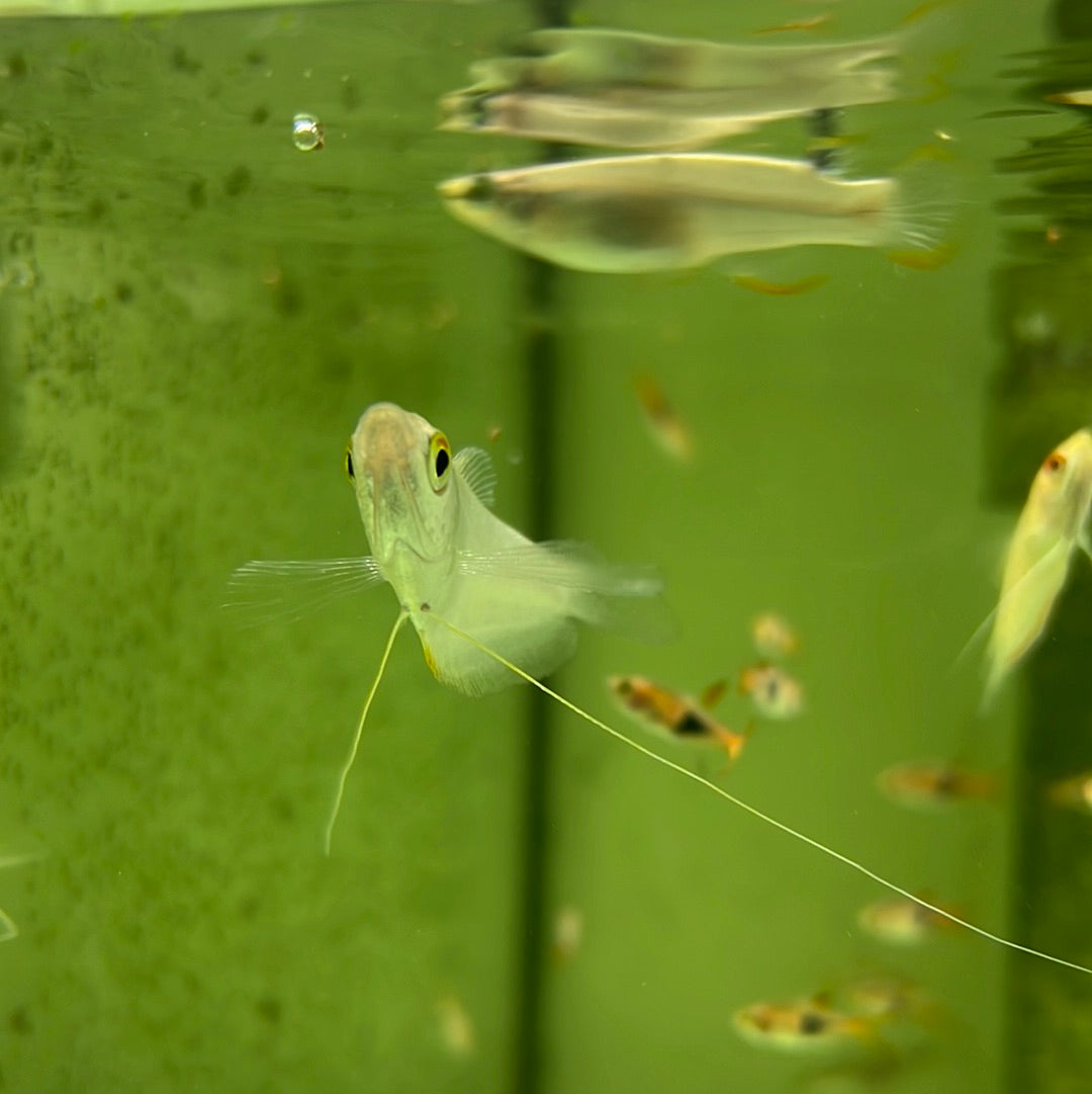 Silver gourami