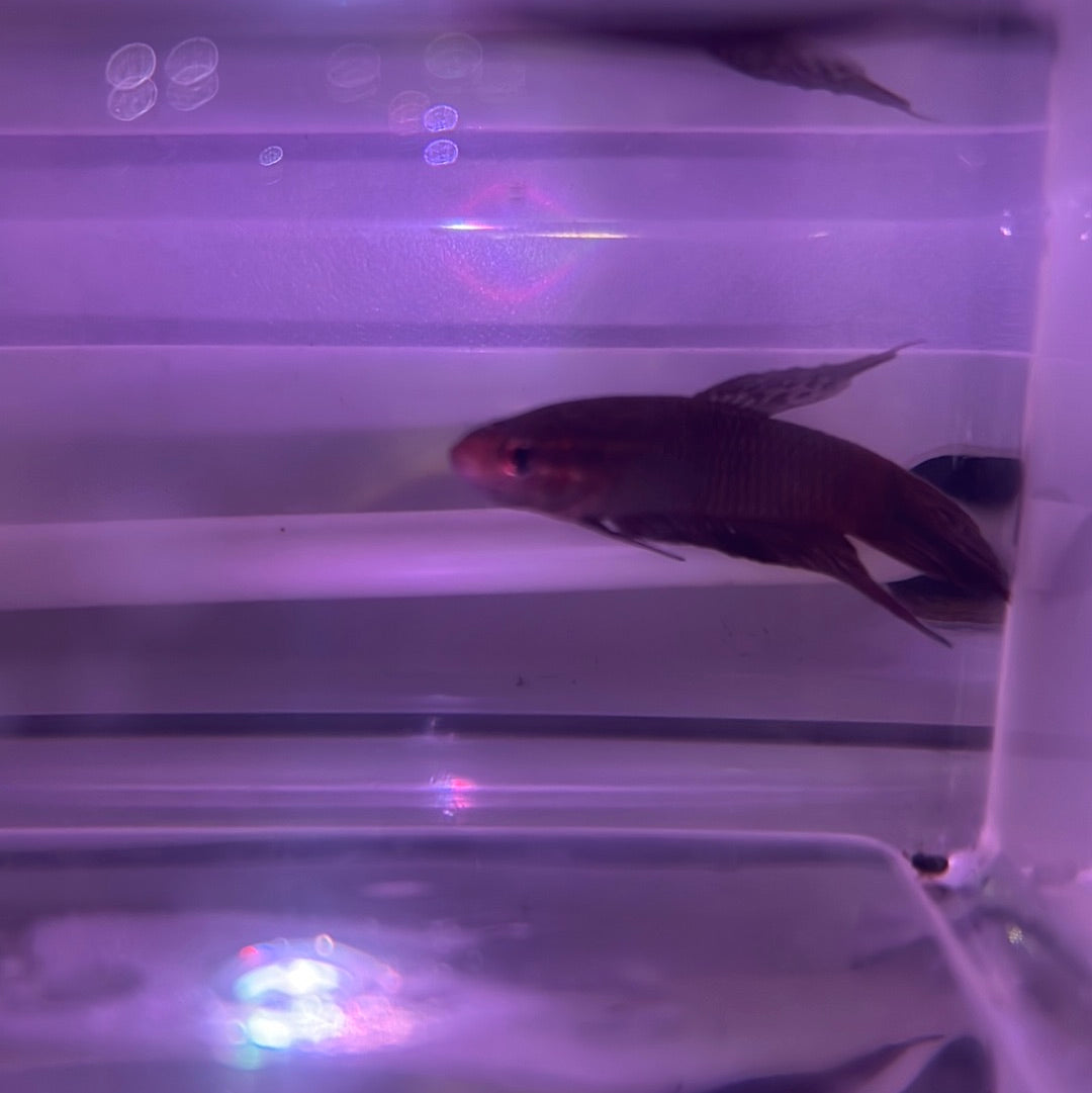 Wild Claret Betta