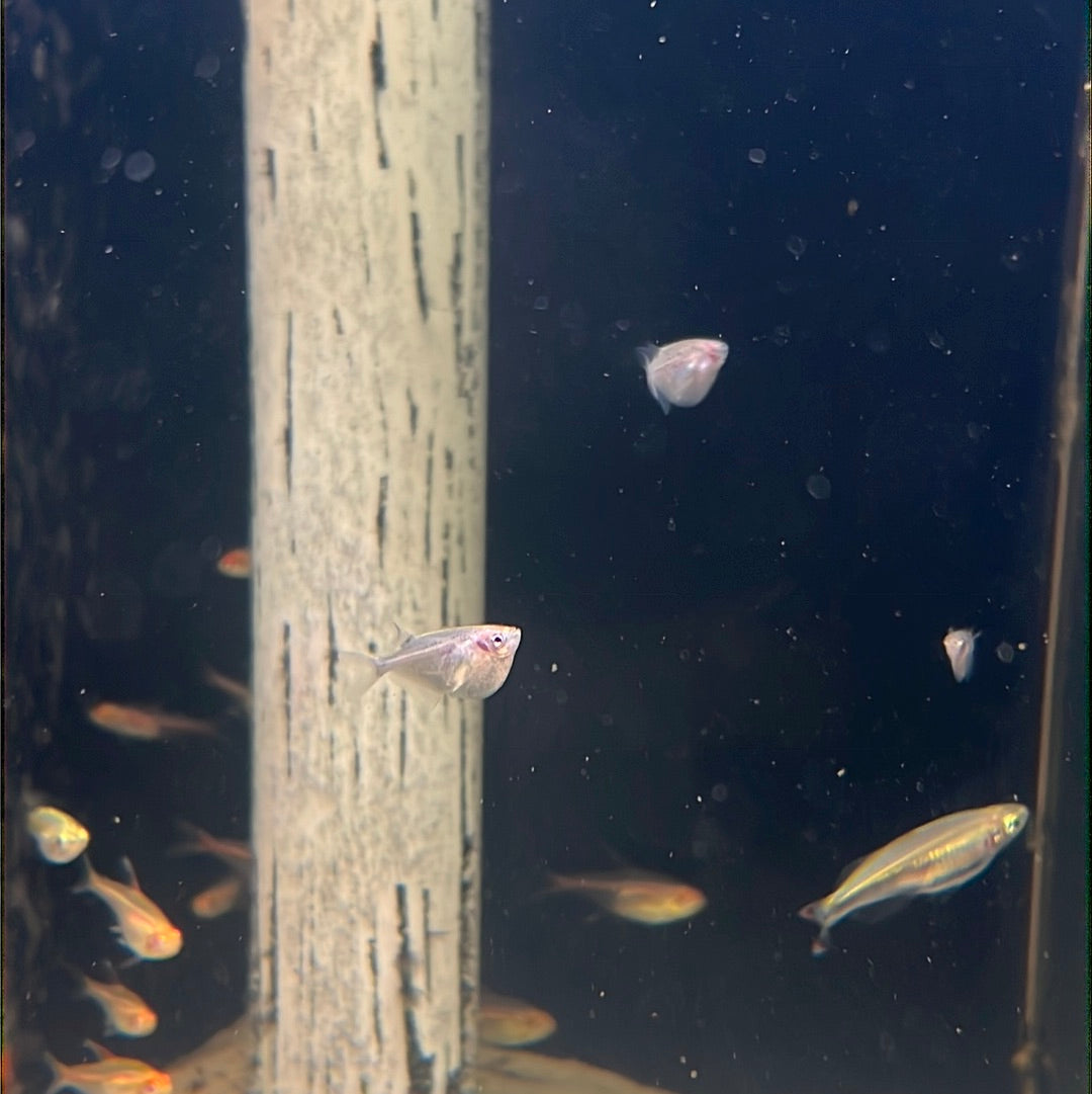Silver Hatchet Fish (Gasteropelecus Sternicla)