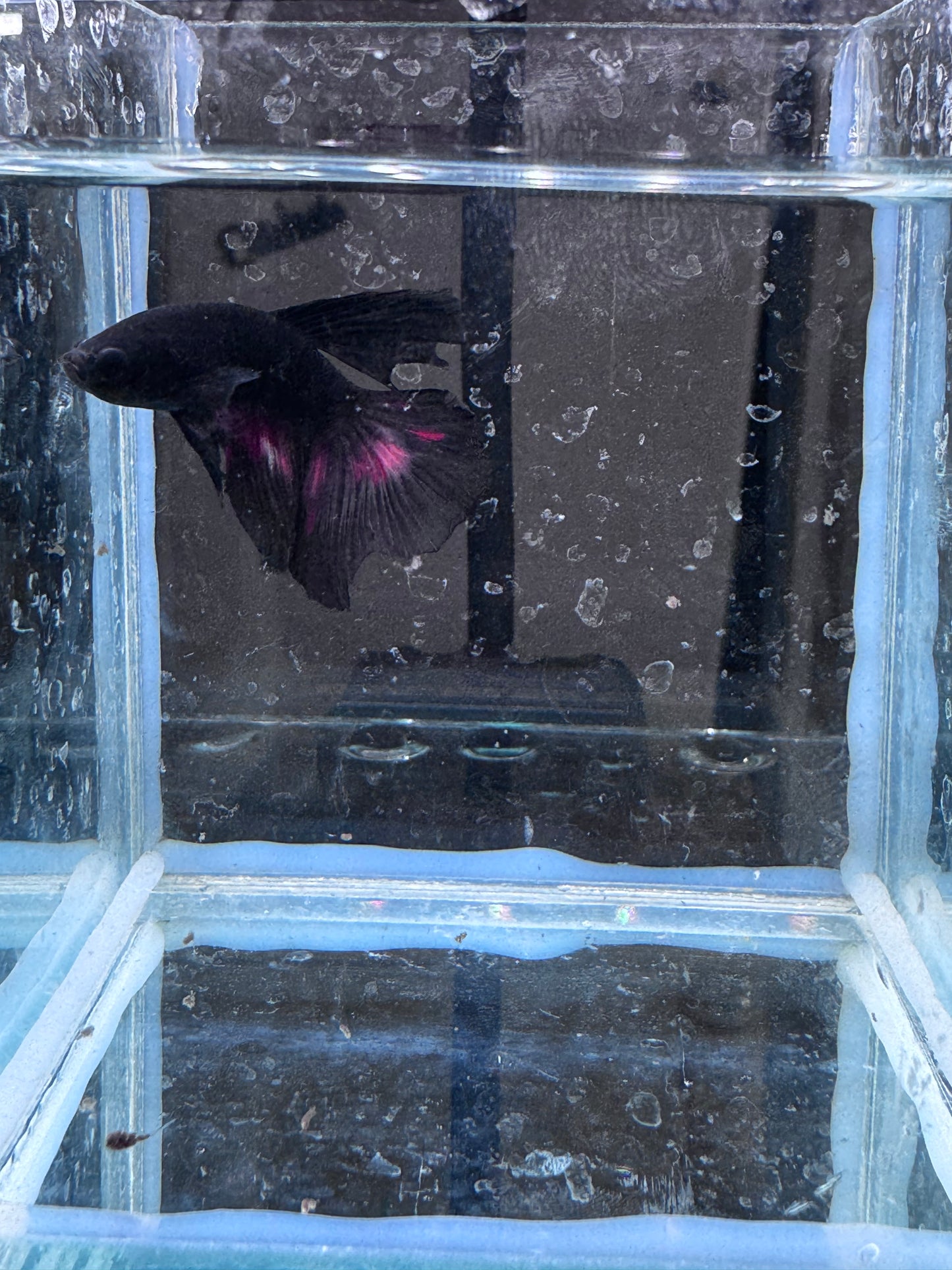 Avatar Nemo HMPK (Betta splendens)