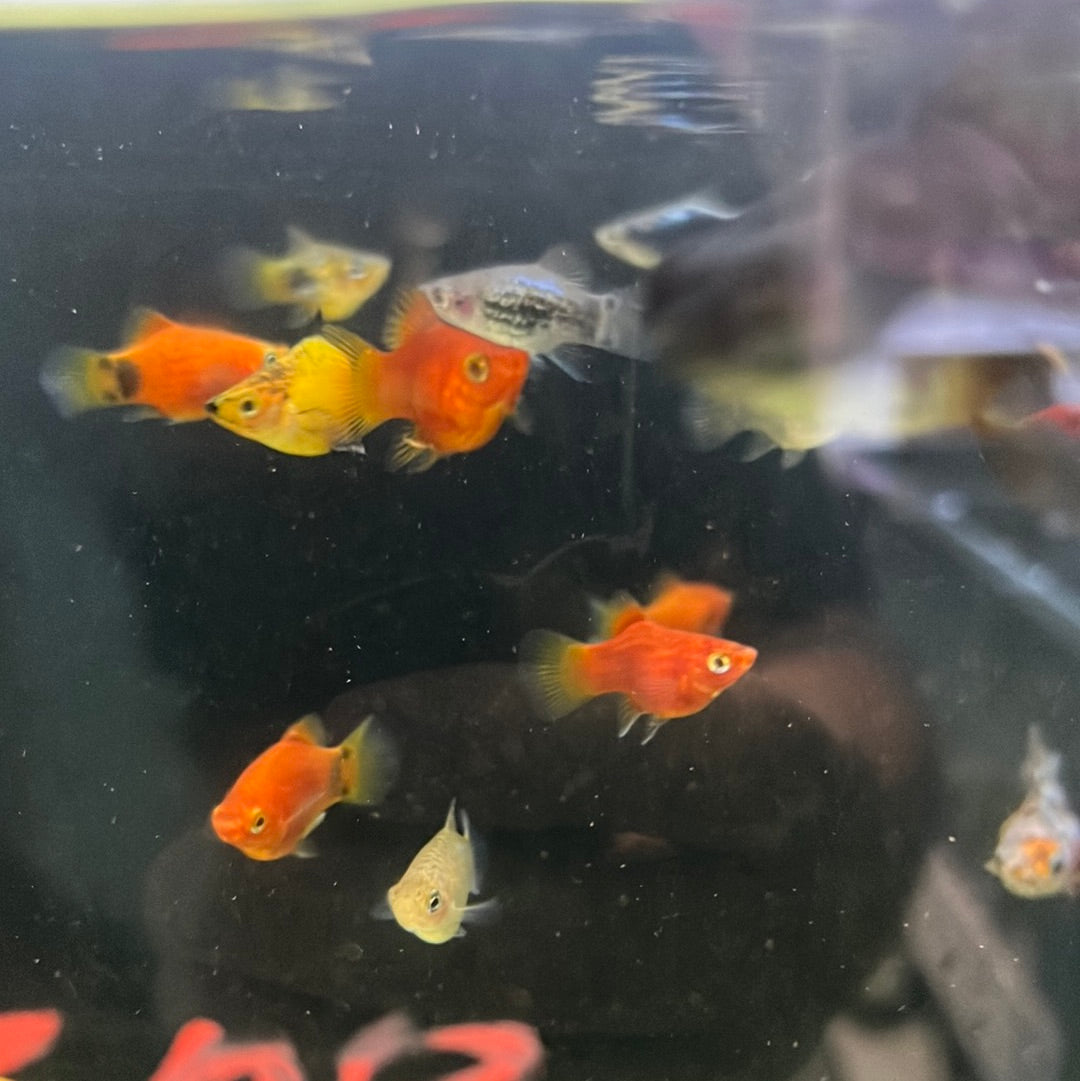 Assorted balloon platy (Xiphophorus variatus)