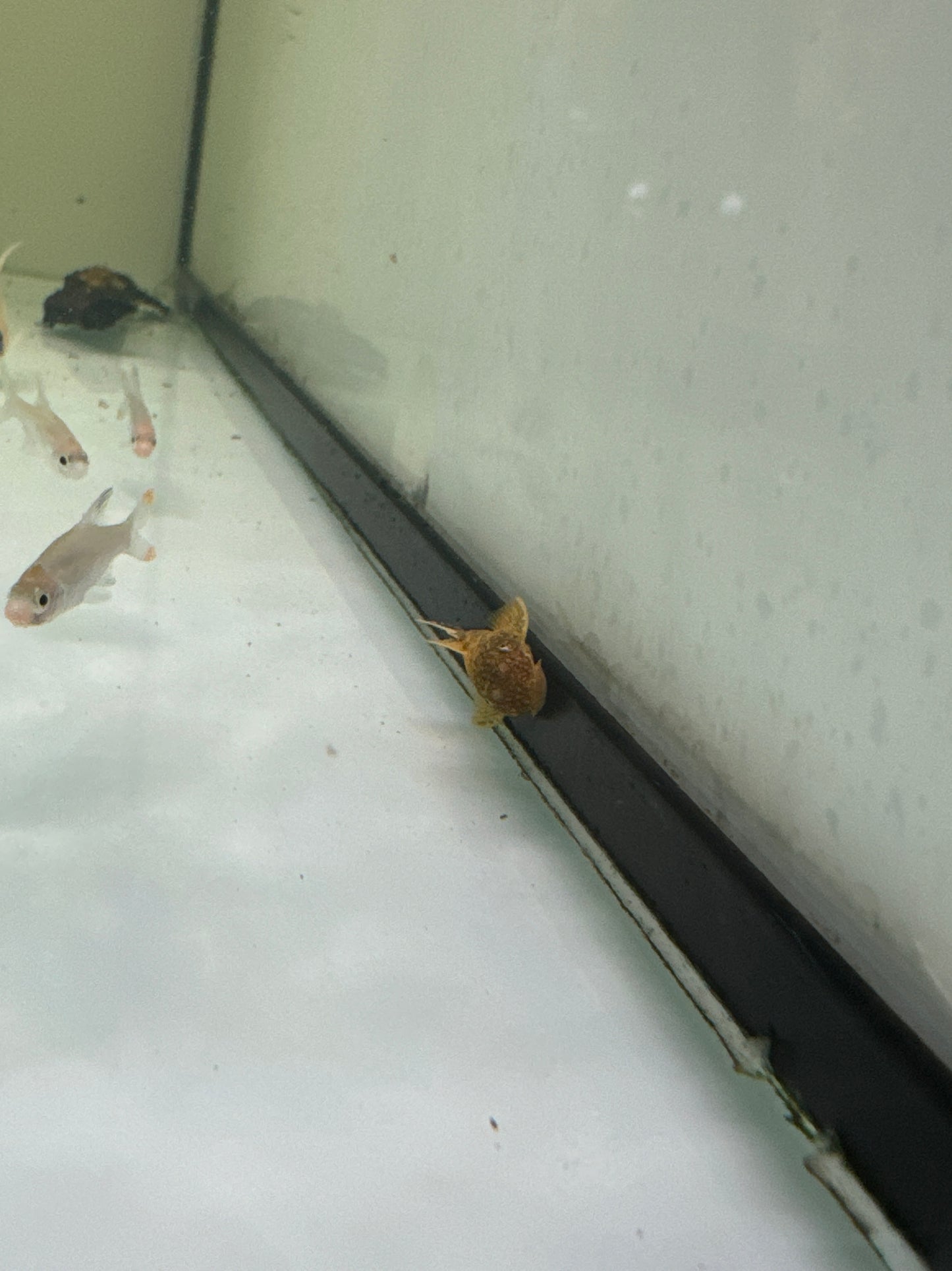 Marble Bristlenose