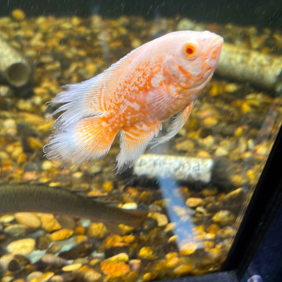 Albino Nemo Slayer Oscar (Astronotus ocellatus)