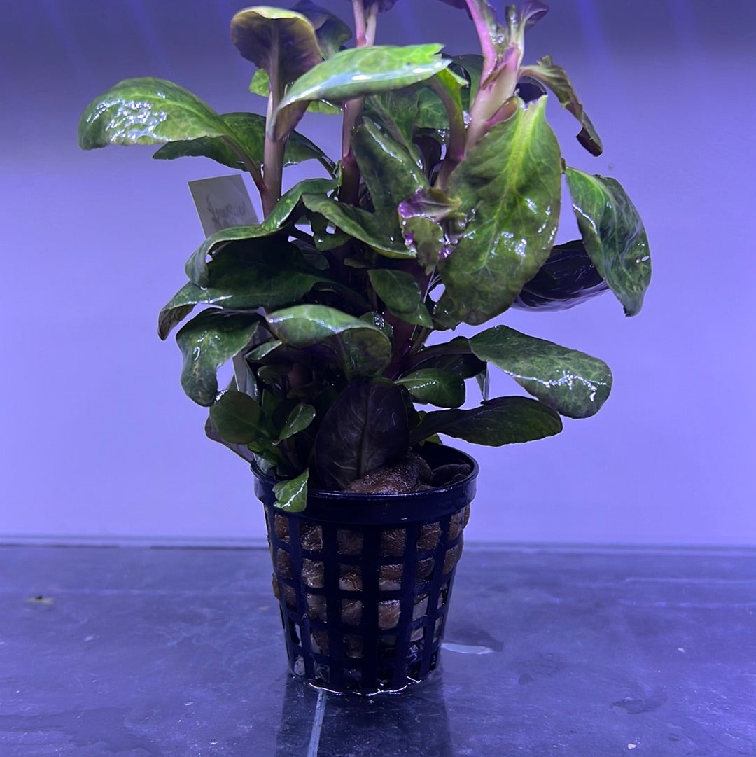 Lobelia cardinalis EMERSED/POTTED P125