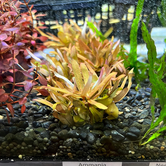 Ammania gracilis SUBMERSED/BUNCH S095