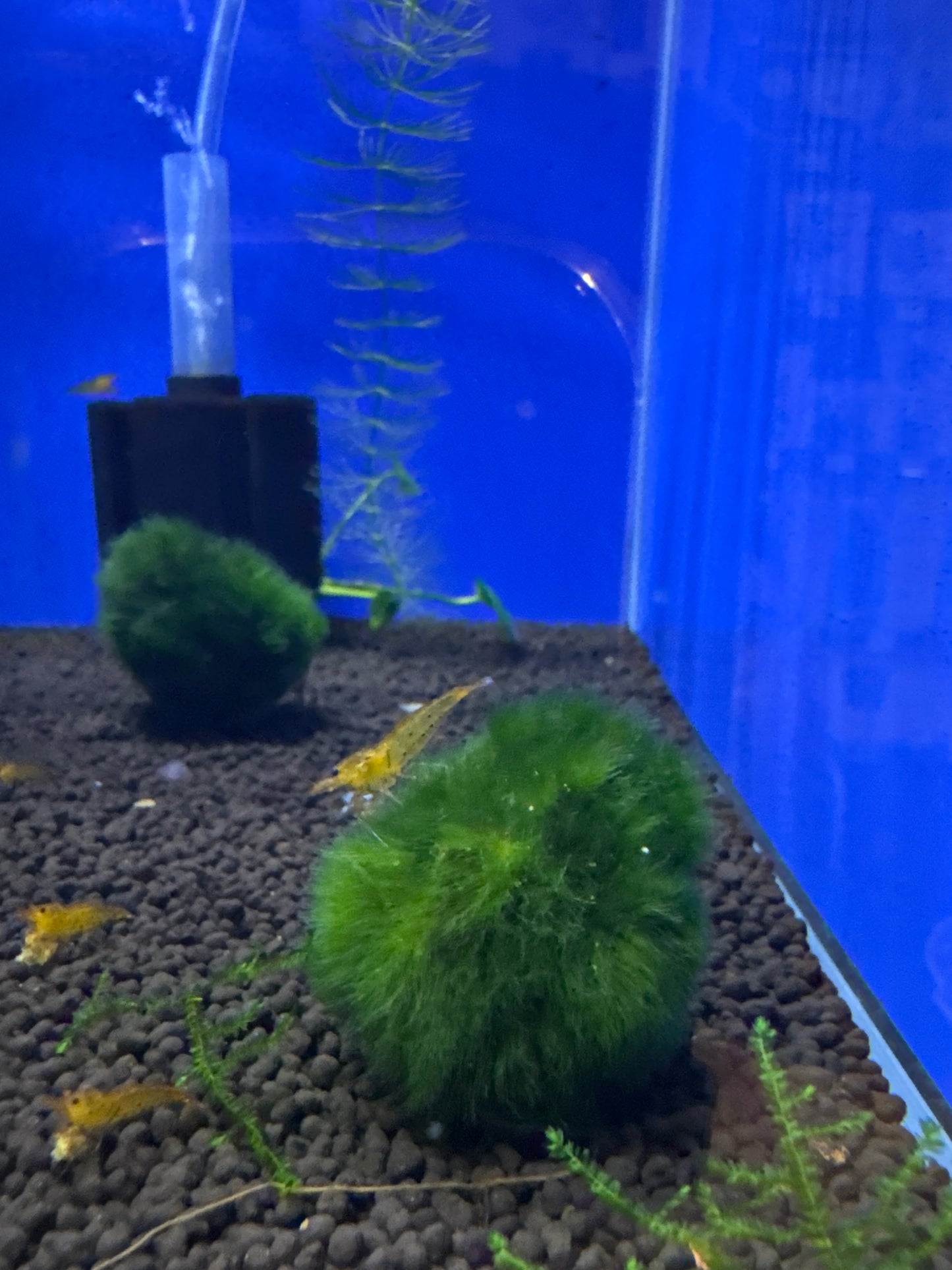 Marimo moss balls