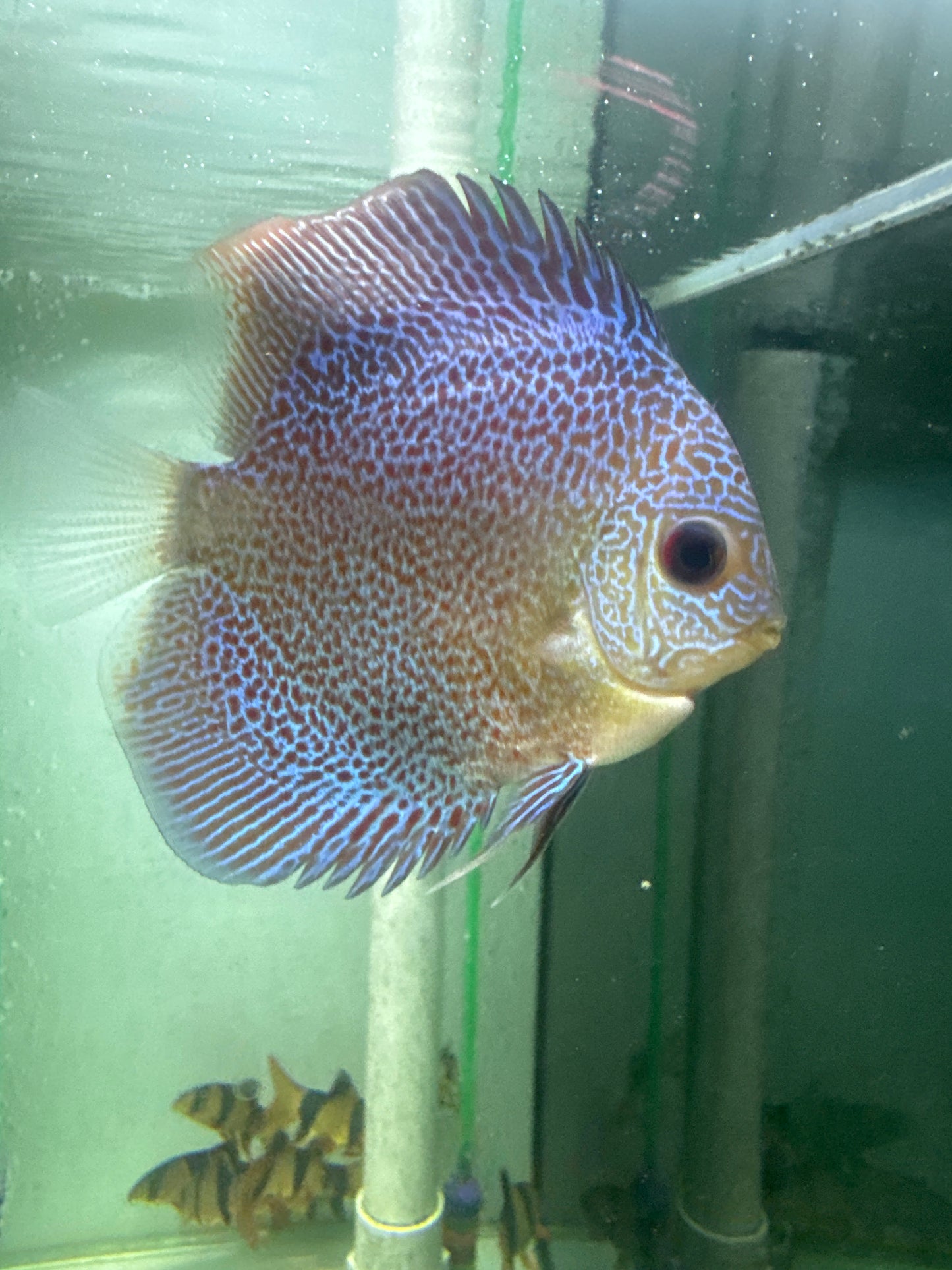 Spotted Eruption Discus (Symphysodon sp.)