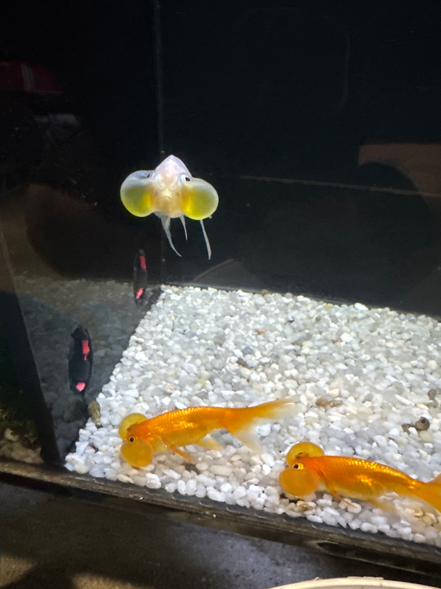 Assorted bubble eye goldfish (Carassius auratus)