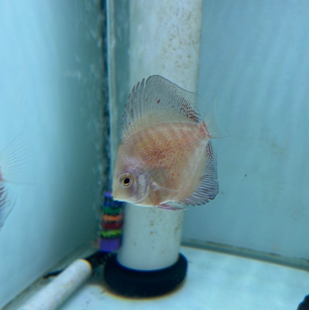 Red Stardust Discus (Symphysodon sp.)