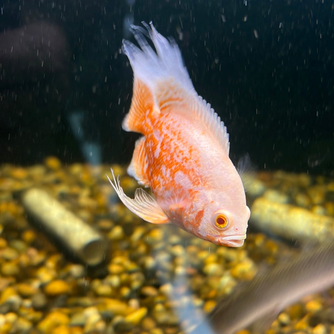 Albino Nemo Slayer Oscar (Astronotus ocellatus)