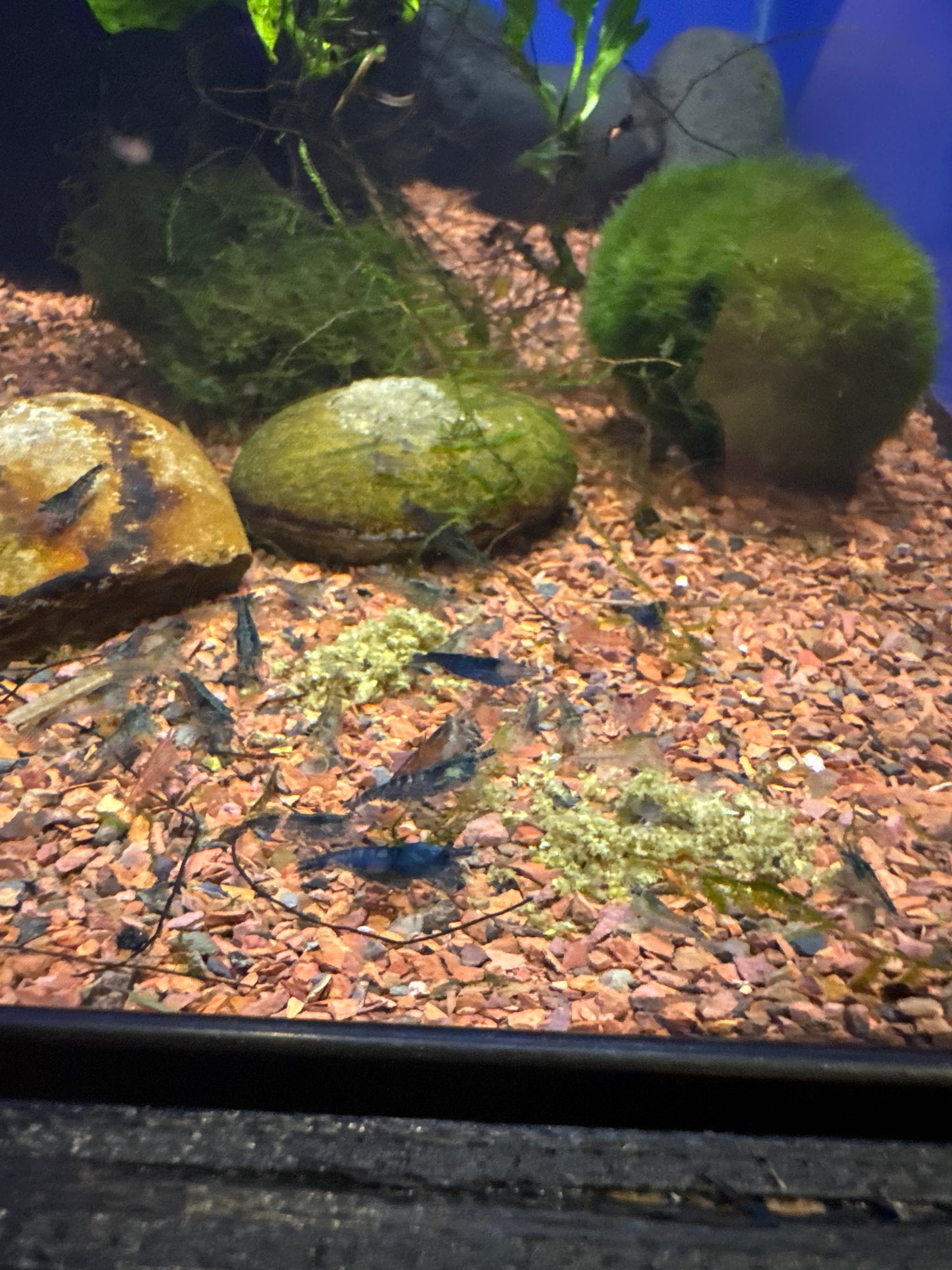 Cherry Shrimp (Neocaridina davidi)