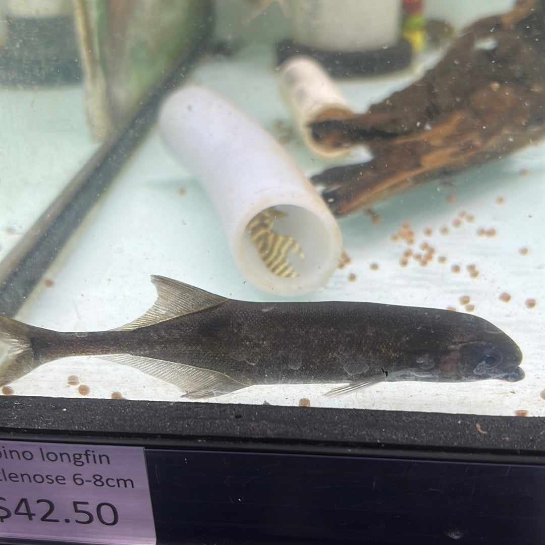 Freshwater Dolphin (Marcusenius macrolepidotus)