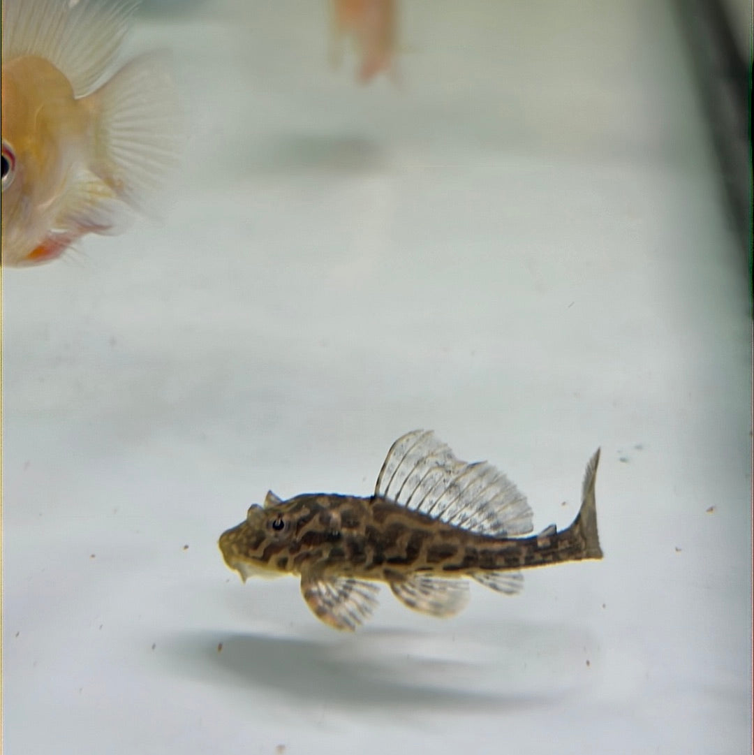 Fine line Gold Spot Pleco (Glyptopterichthys sp)