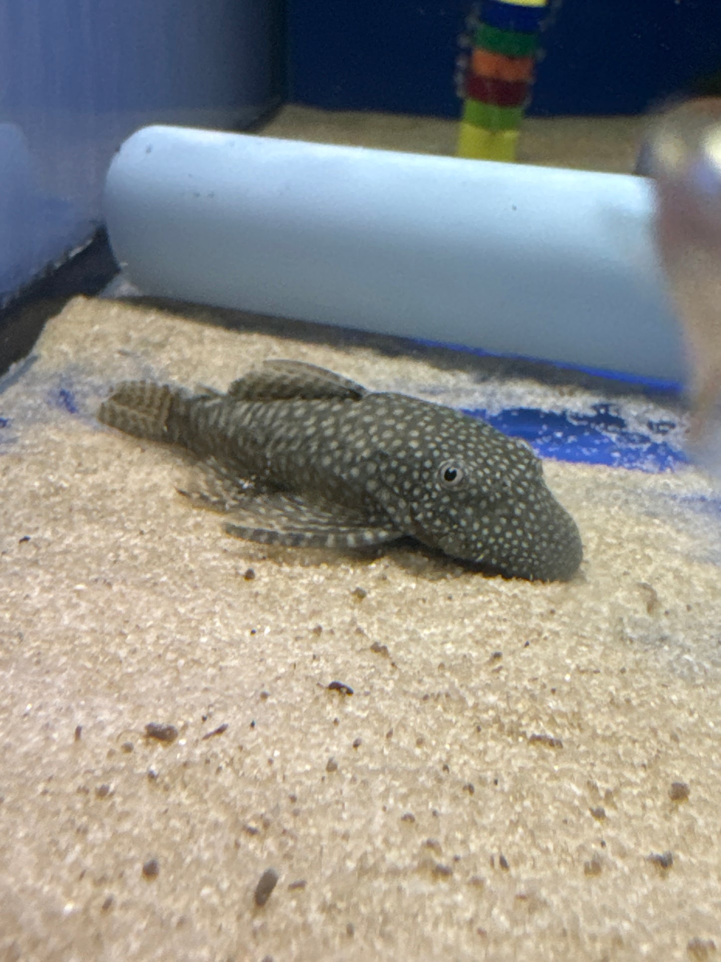 Bristlenose (Ancistrus species)