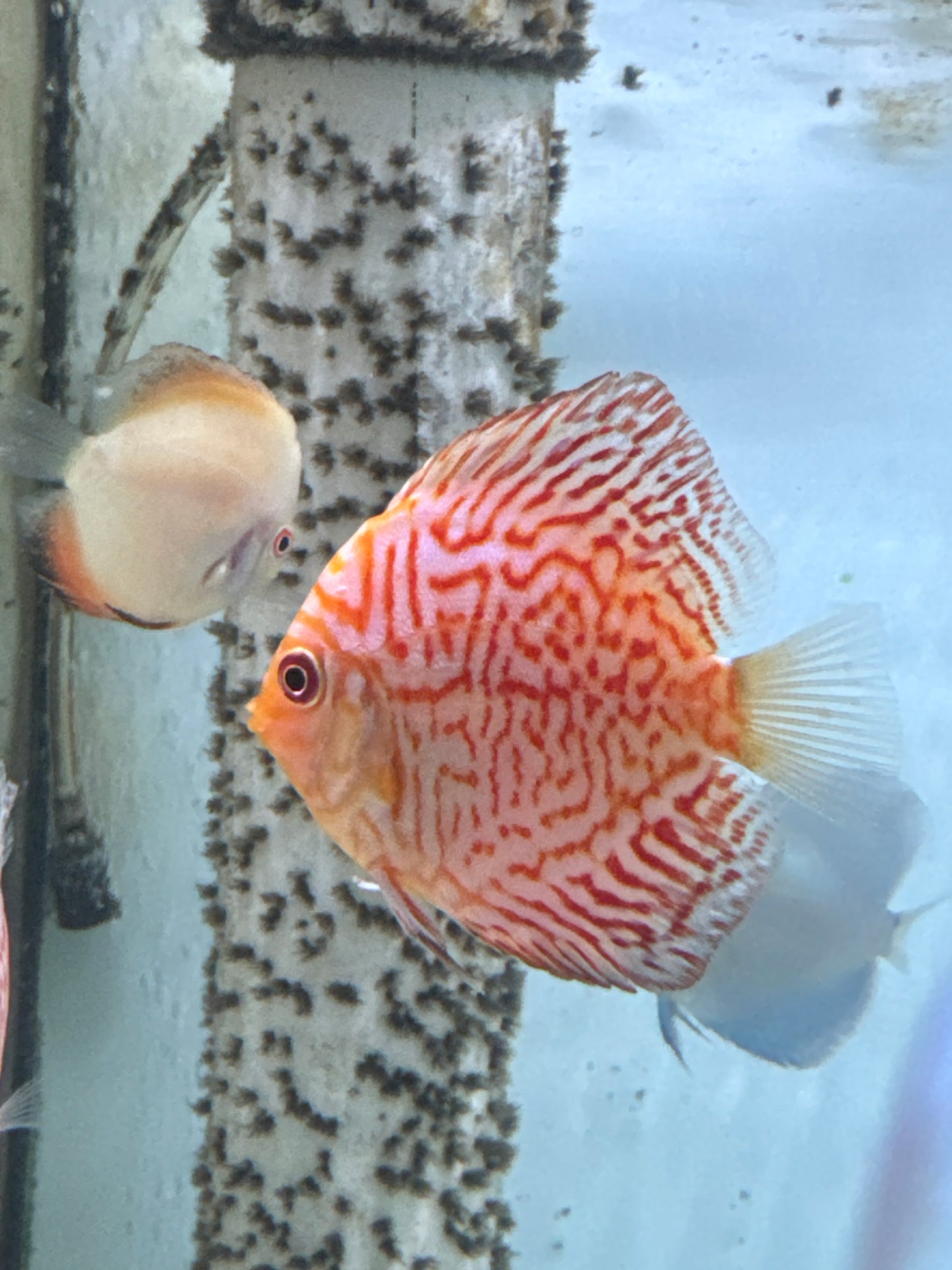Red Pigeon Blood Discus (Symphysodon sp.)