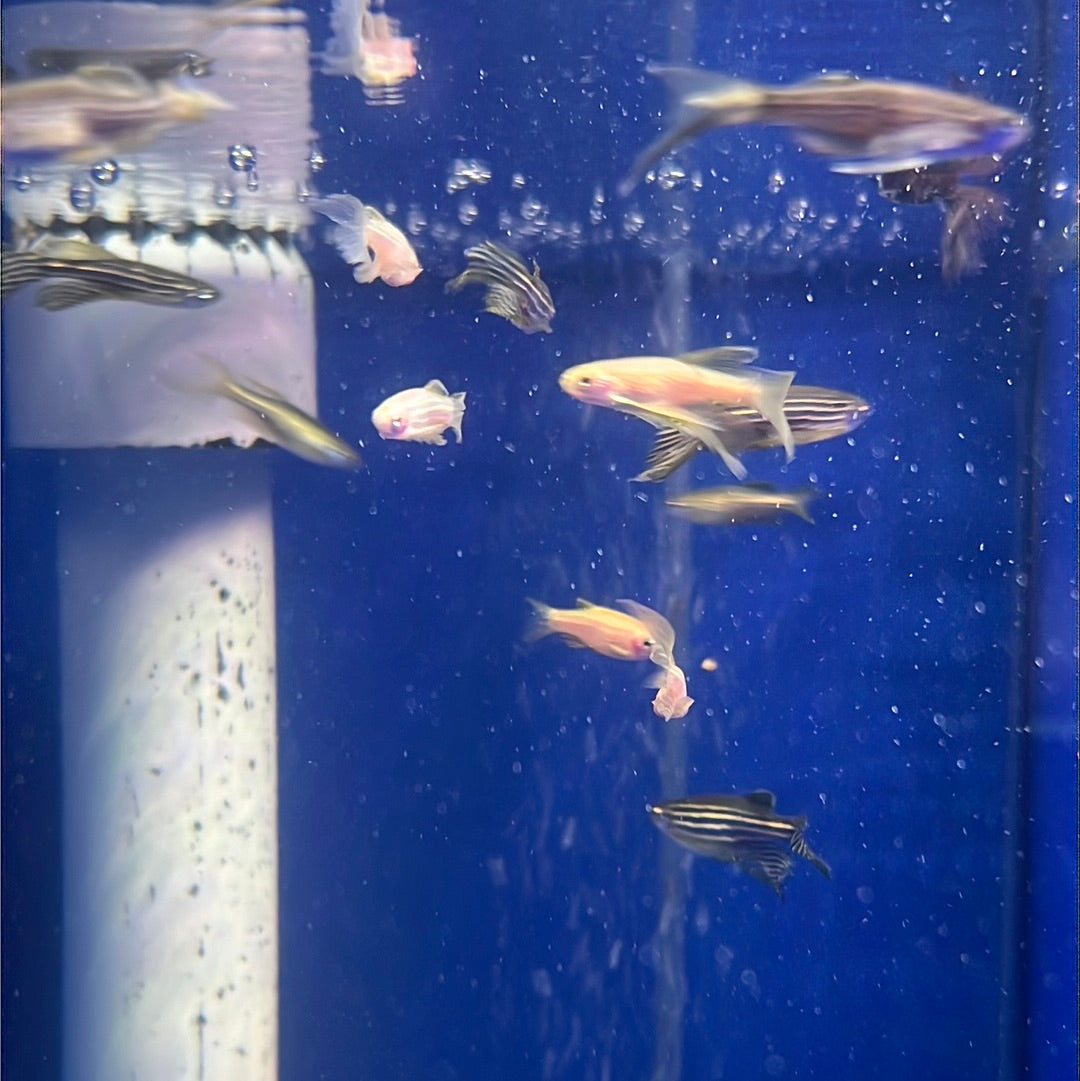 Assorted Long-fin Danio (Brachydanio sp.)