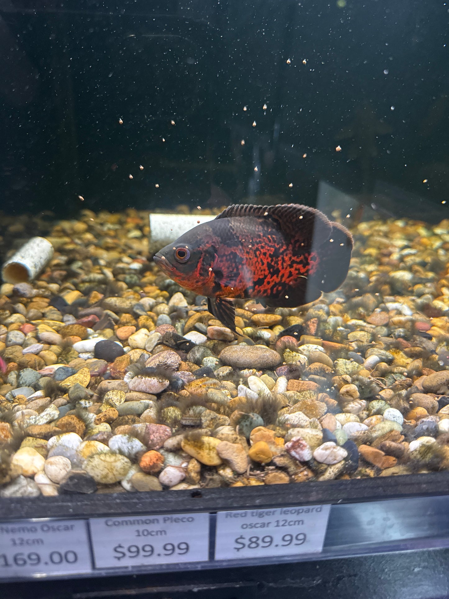 Red Tiger Leopard Oscar (Astronotus ocellatus)