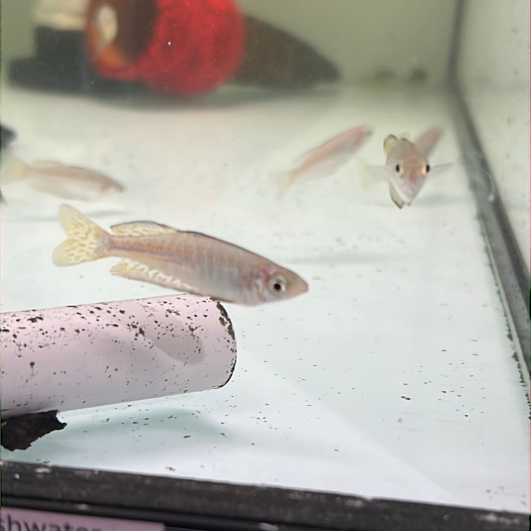 Eastern Rainbowfish Davies Creek(Melanotaenia splendida splendida)