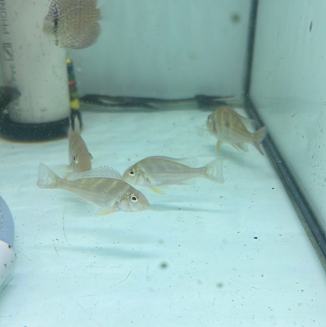 Stripetail Eartheater (Geophagus winemilleri)