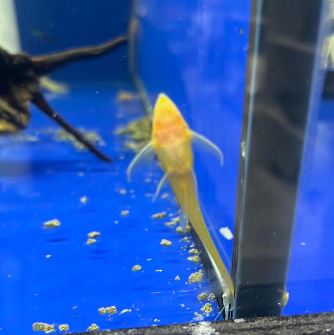 Albino Royal Whiptail Catfish (Albino Sturisoma Aureum)