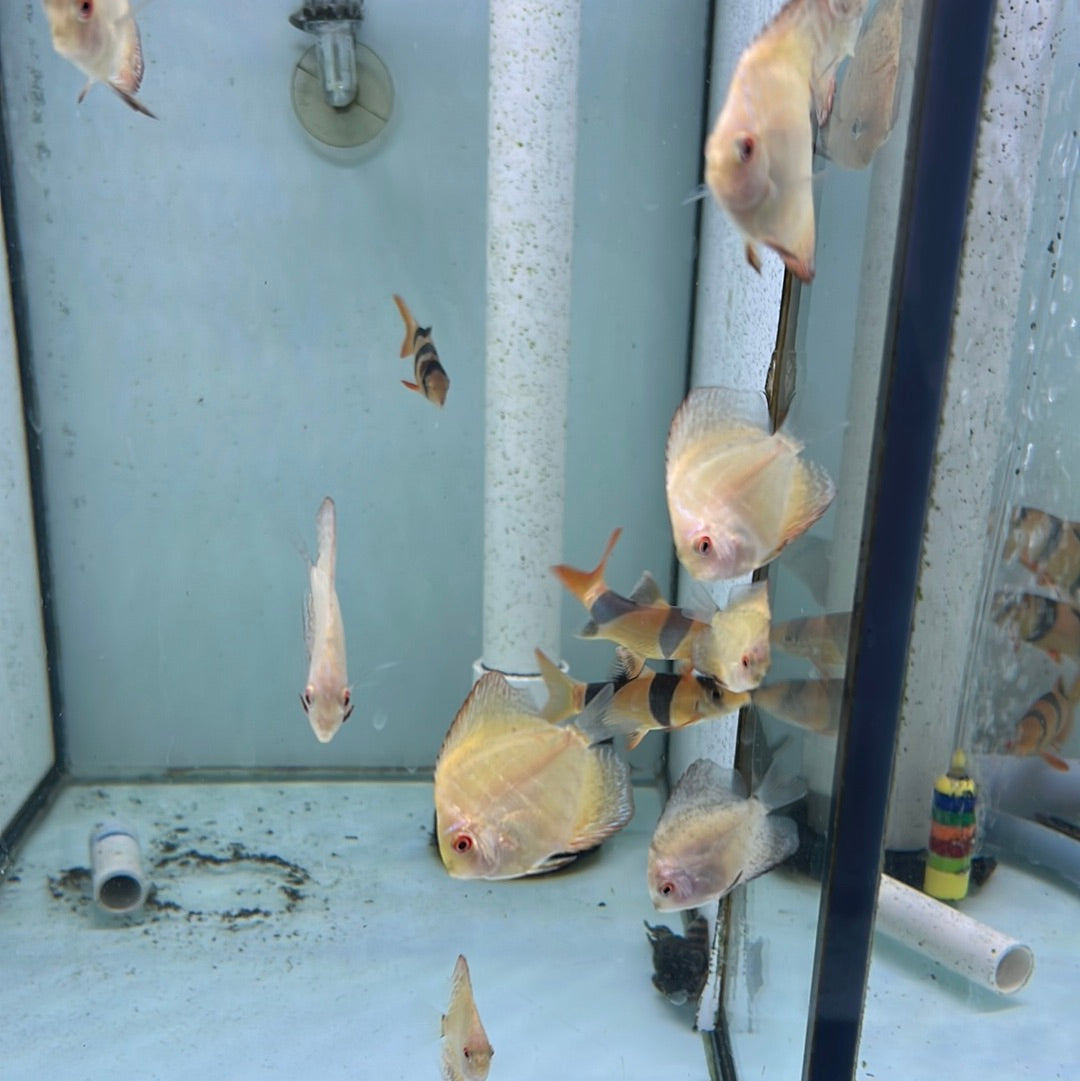 Yellow Pidgeon Blood Discus bred instore (Symphysodon sp.)