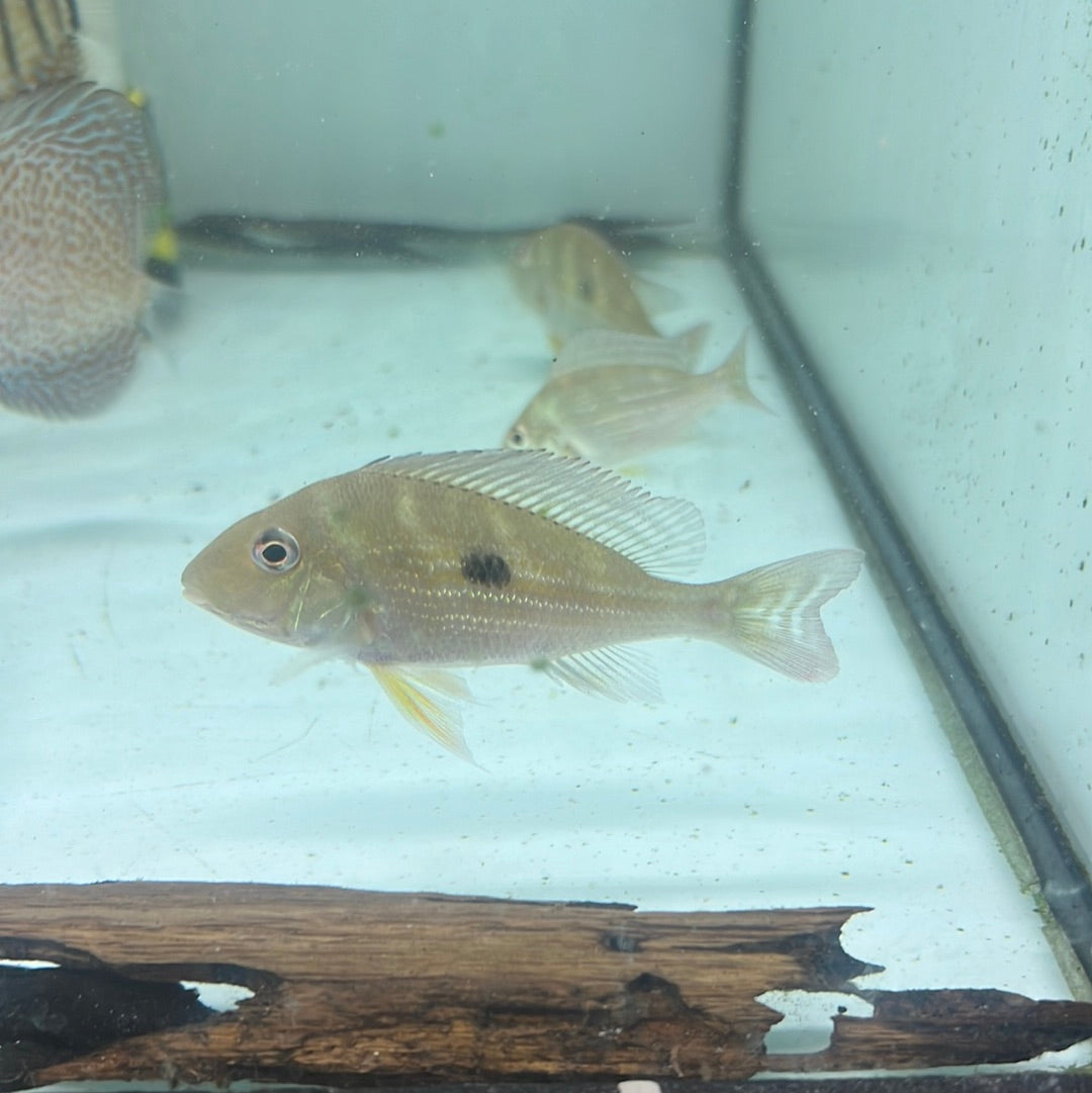 Stripetail Eartheater (Geophagus winemilleri)