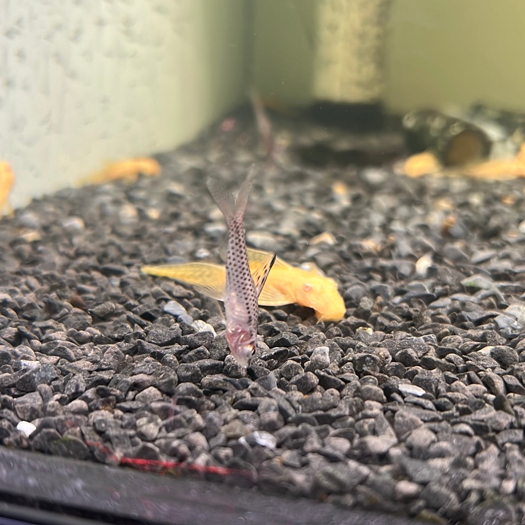 Spotted Headstander ( Chilodus punctatus )