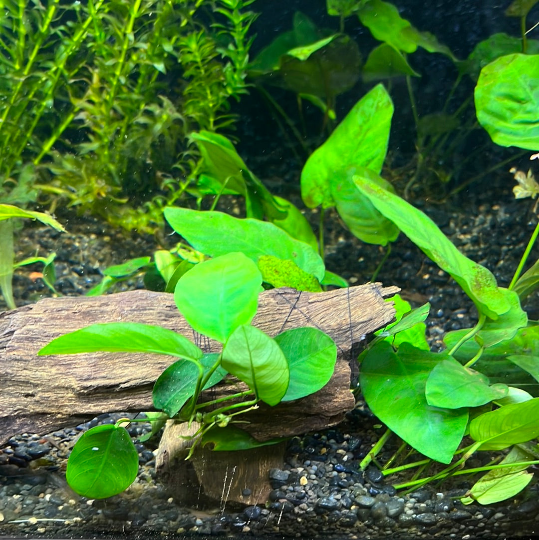 ** Decor Driftwood ** Aquascape Aquarium