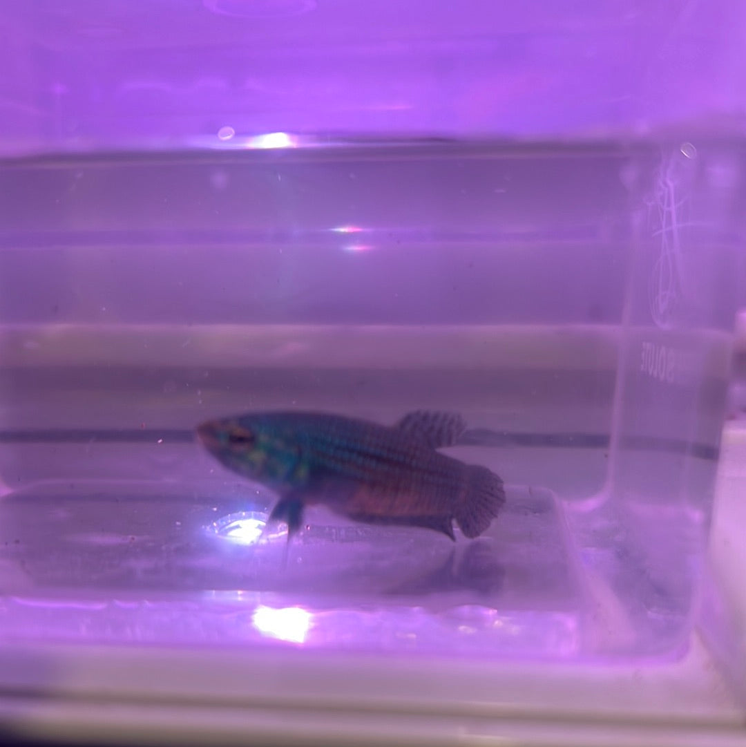 green alien betta