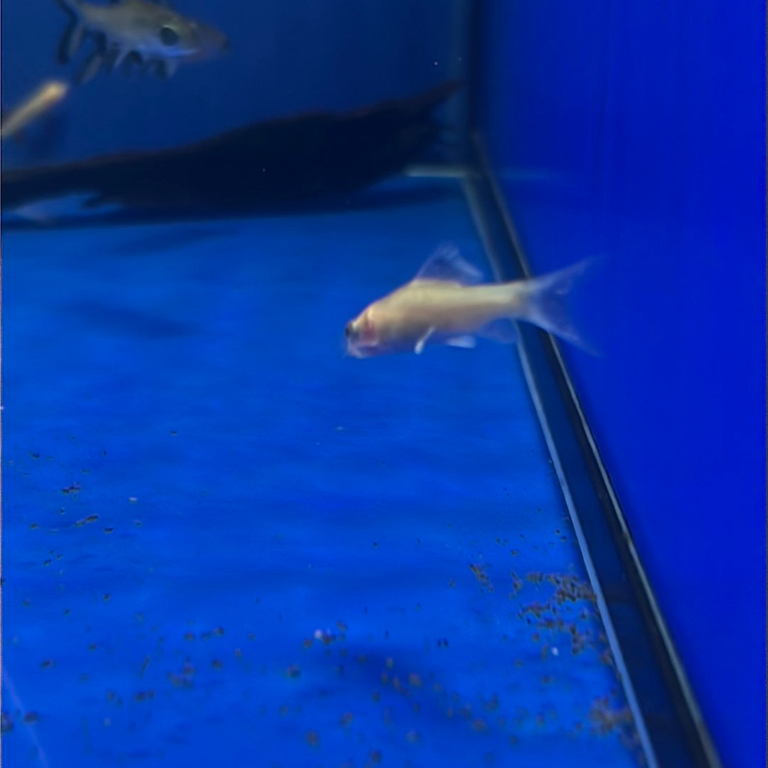 Black Shark Gold (Labeo chrysophekadion) (Copy)