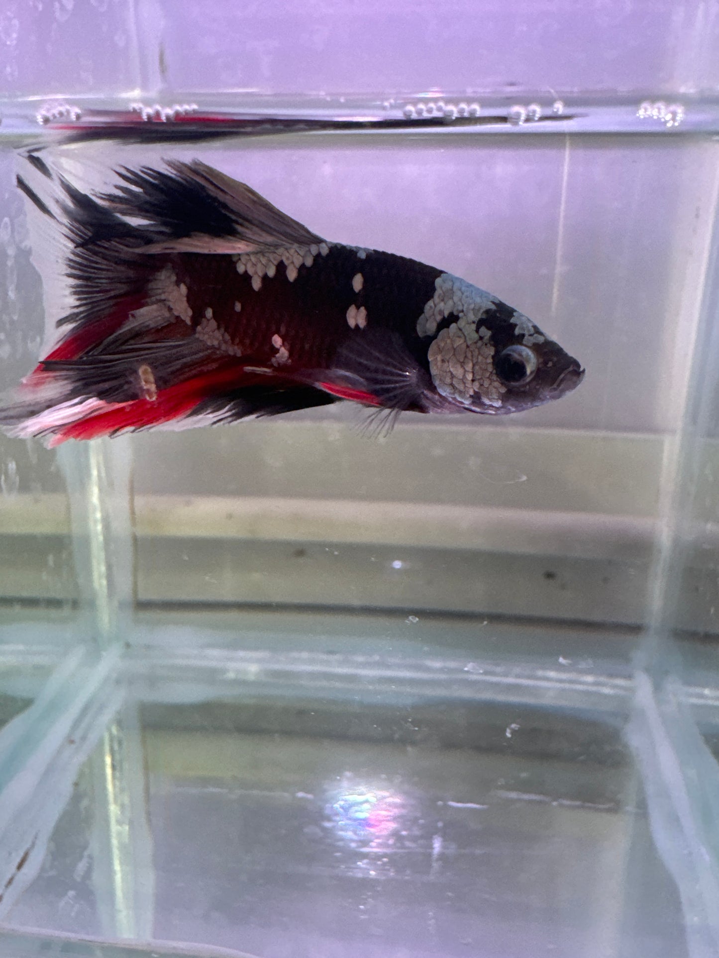 Halfmoon Avatar Gordon betta (Betta splendens)