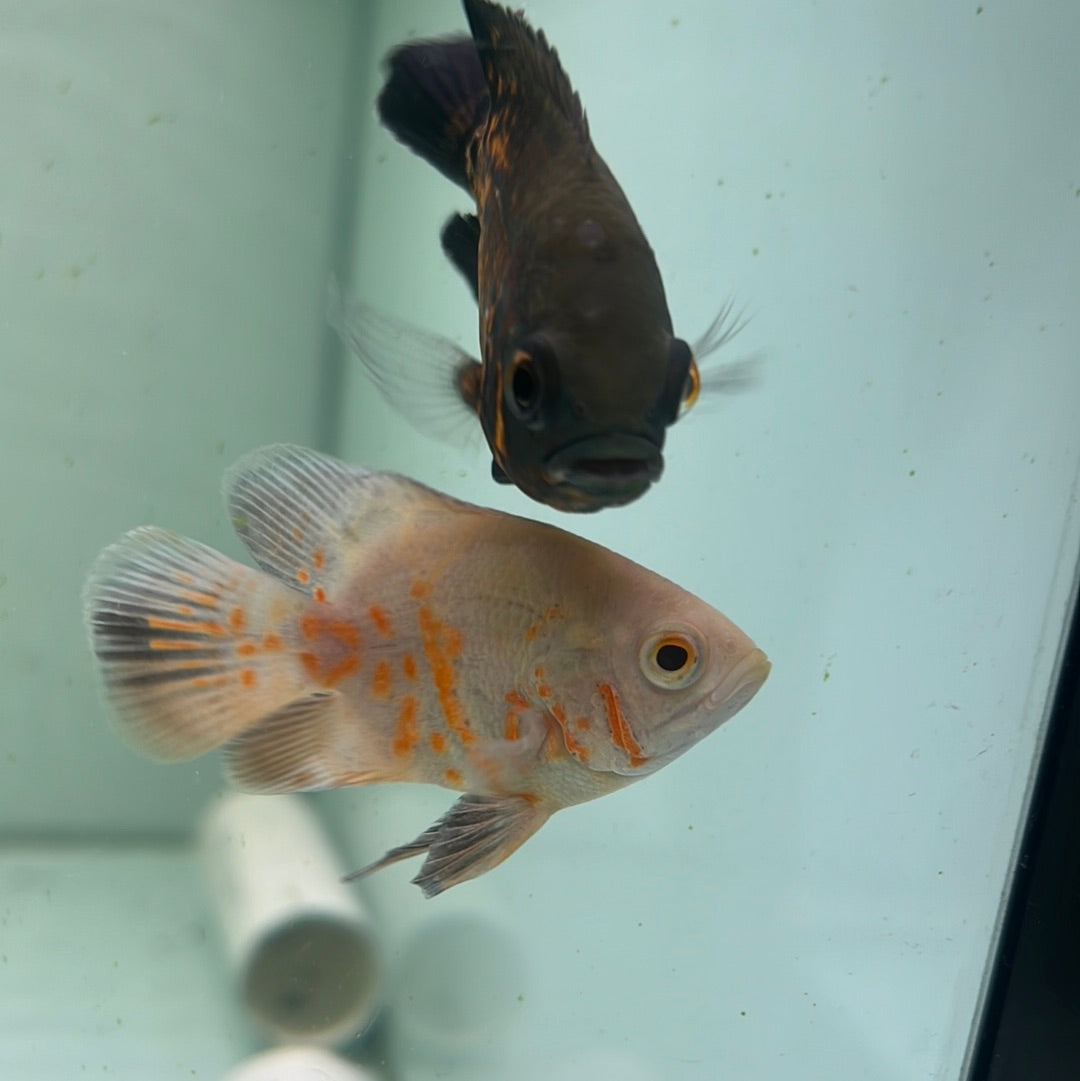 Balloon Albino Red Tiger Oscar (Astronotus ocellatus)