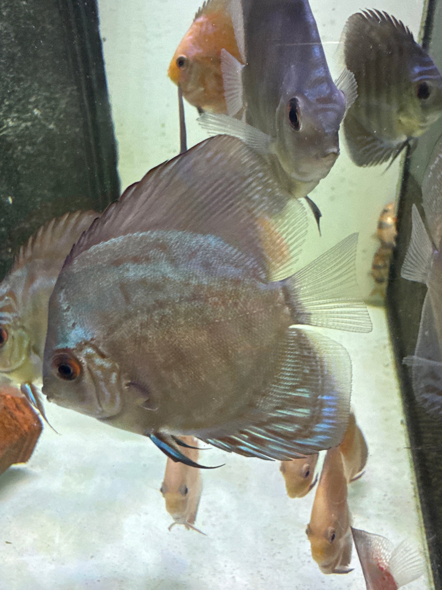 Mosaic Leopard Discus (Symphysodon sp.)