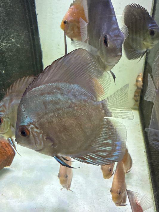 Mosaic Leopard Discus (Symphysodon sp.)