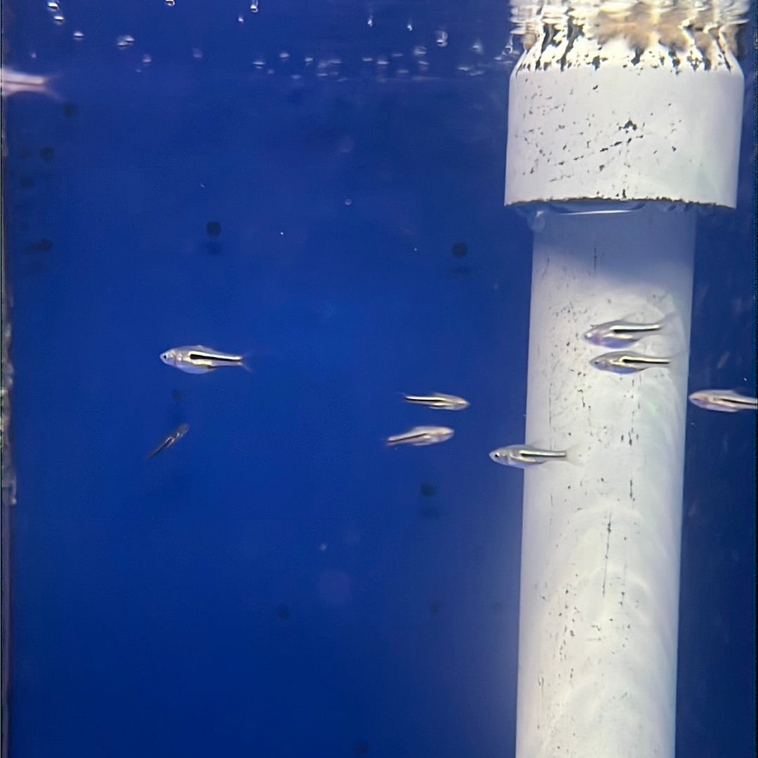 Siamese Dwarf Rasbora - (Rasbora somphongi)