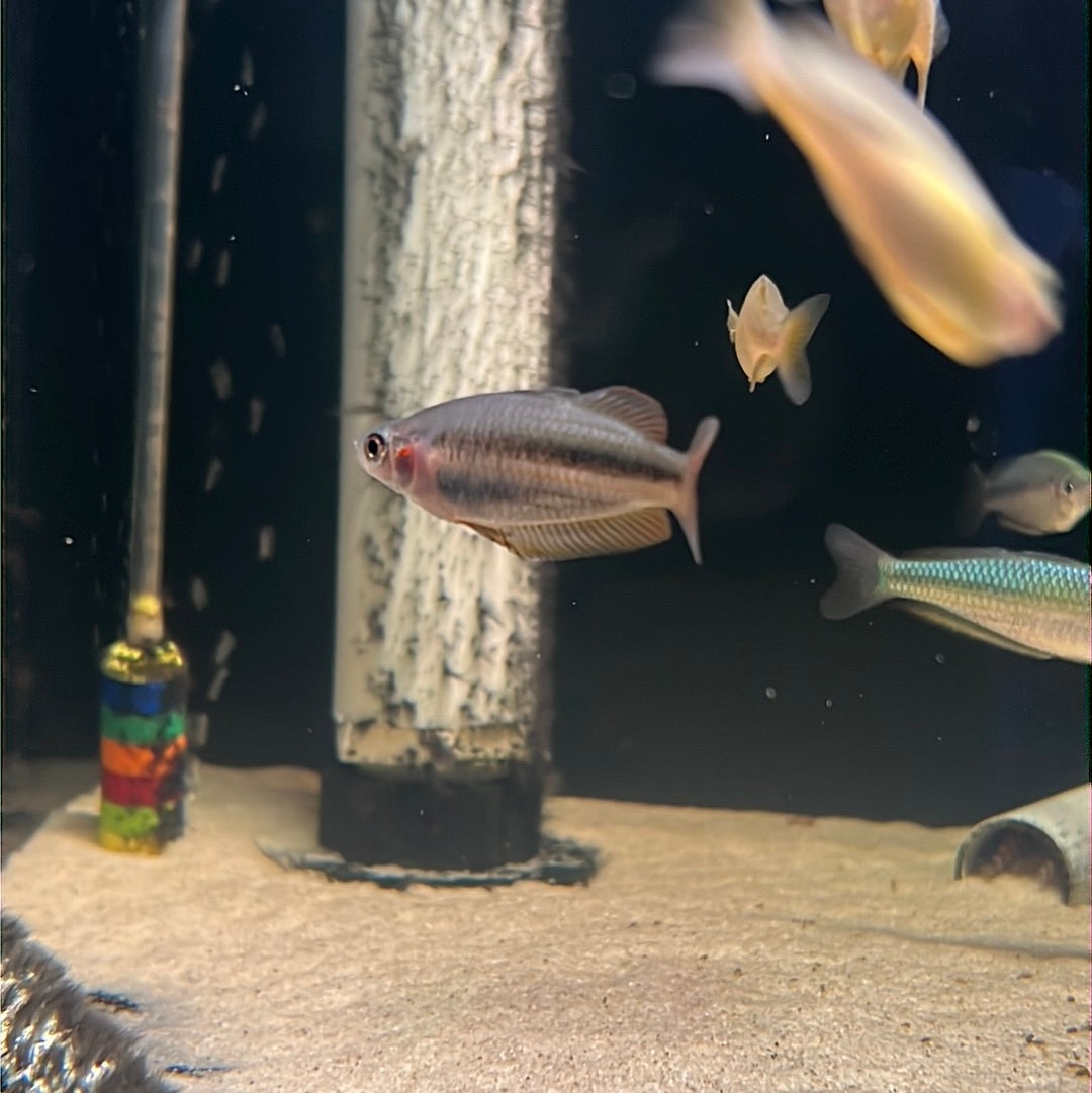 Duboulay's rainbowfish yellow oyster creek (Melanotaenia duboulayi)