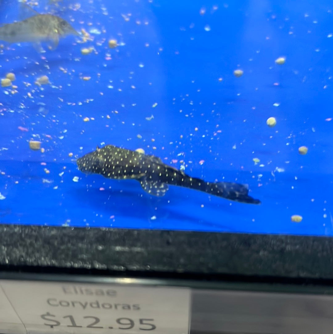 Orange Spotted Bristlenose Catfish (Ancistrus Leucostictus)