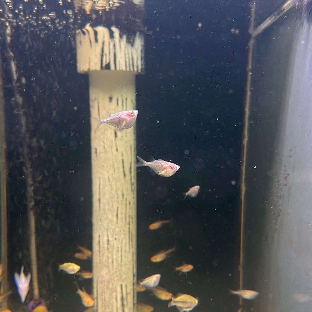 Silver Hatchet Fish (Gasteropelecus Sternicla)