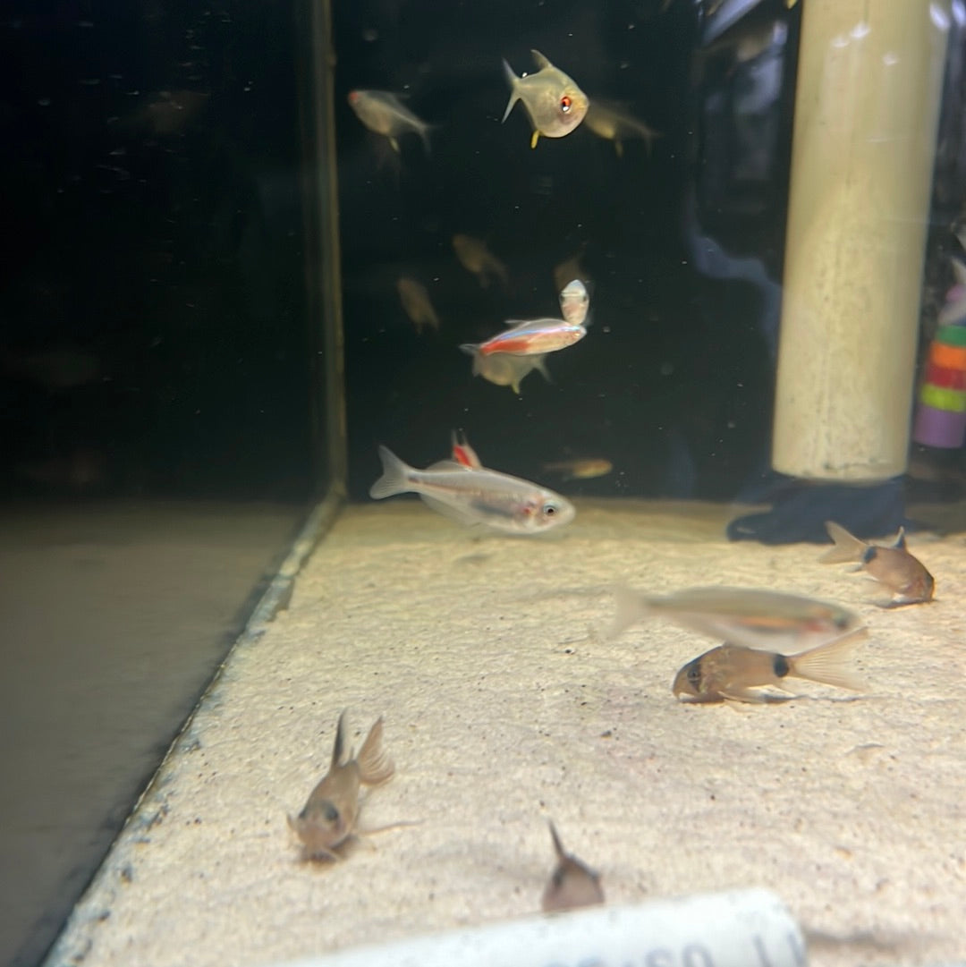 Crimson Spotted Rainbow (Melanotaenia duboulayi)
