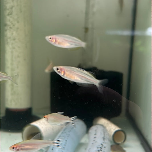 Skull Creek Rainbowfish (Melanotaenia sahulensis)
