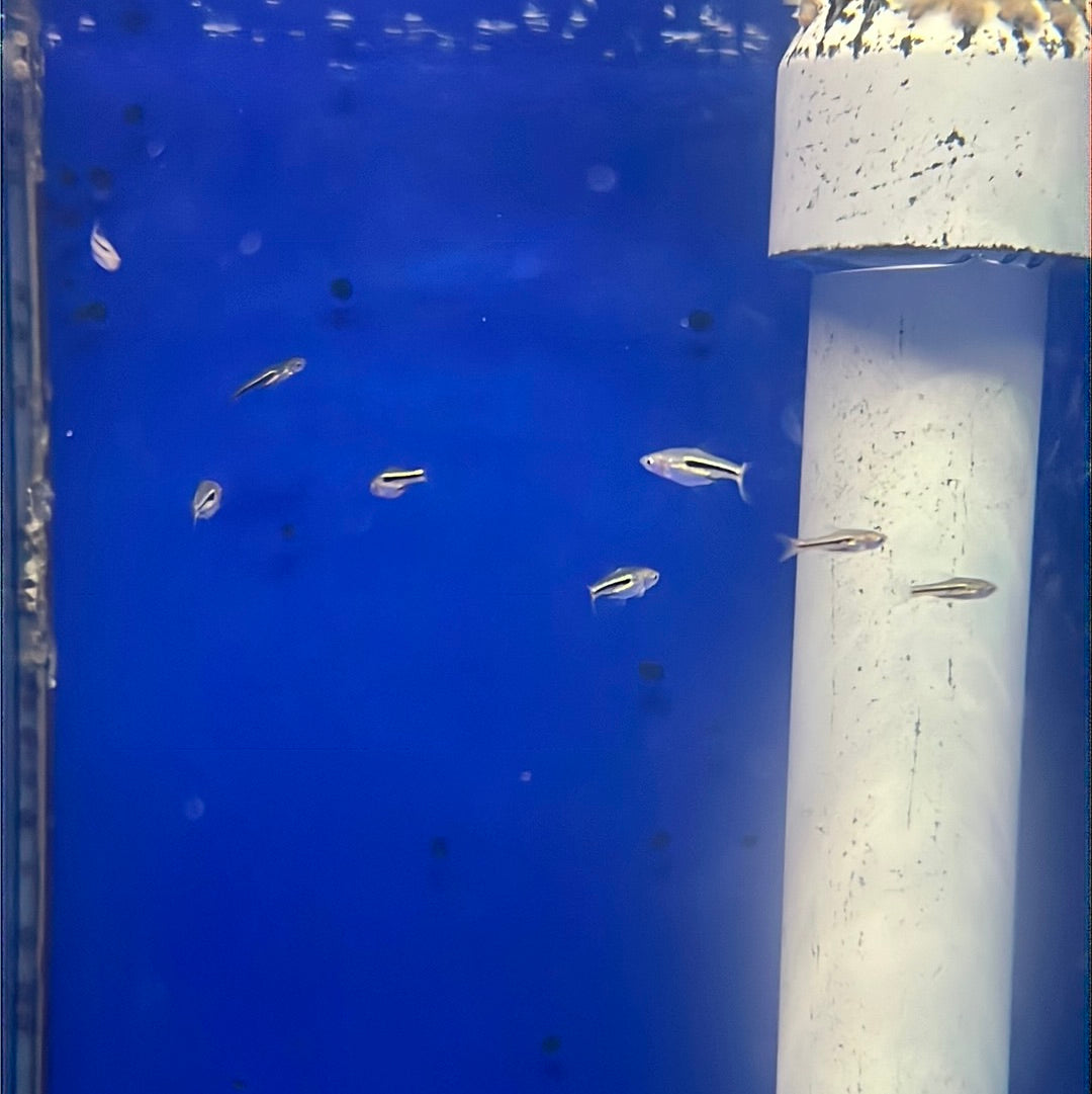 Siamese Dwarf Rasbora - (Rasbora somphongi)