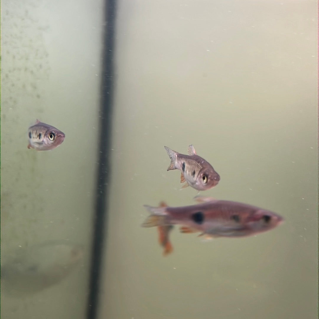 Kalarhroma (clown) Rasbora (Rasbora kalochroma)