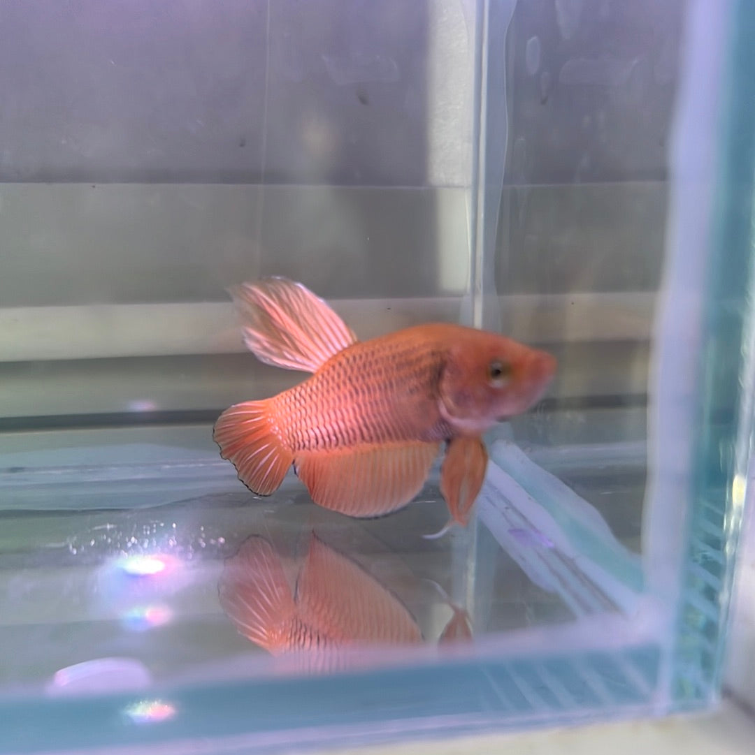 yellow bagon betta (wild type)