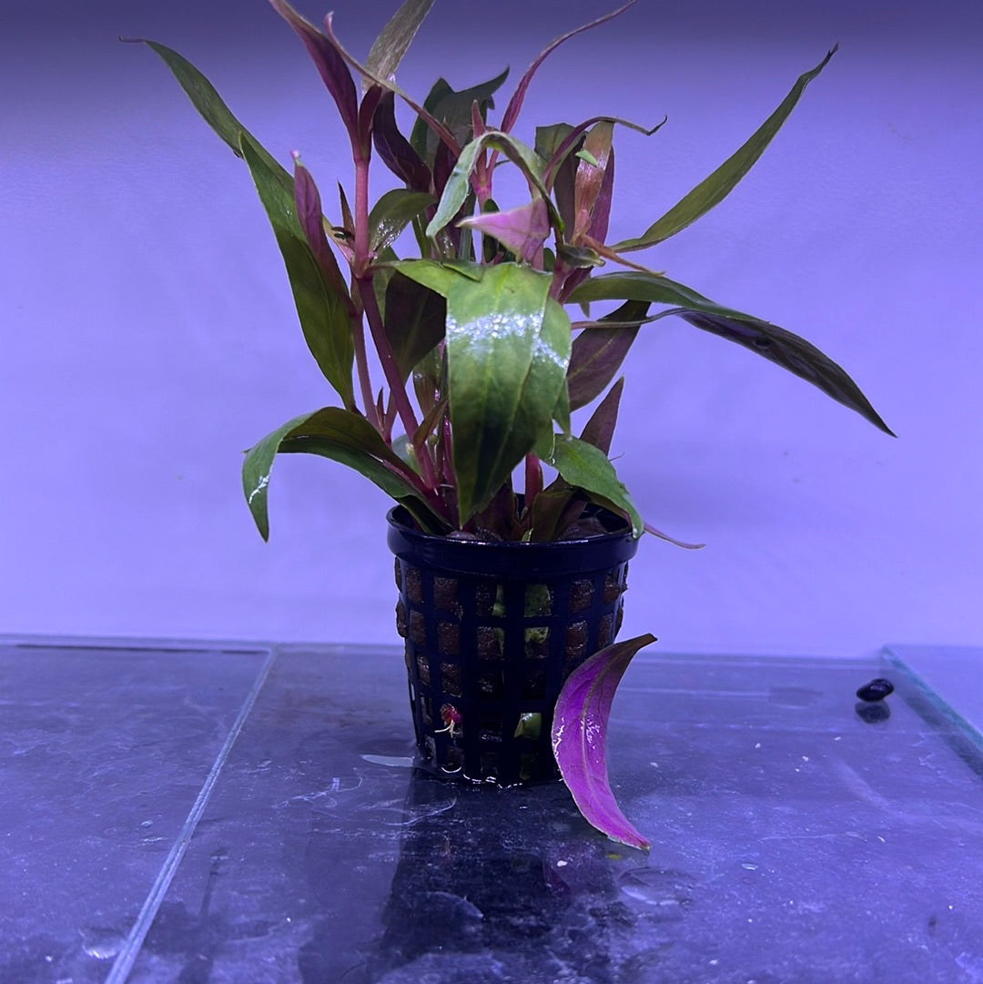 Mini Alternanthera reineckii s062