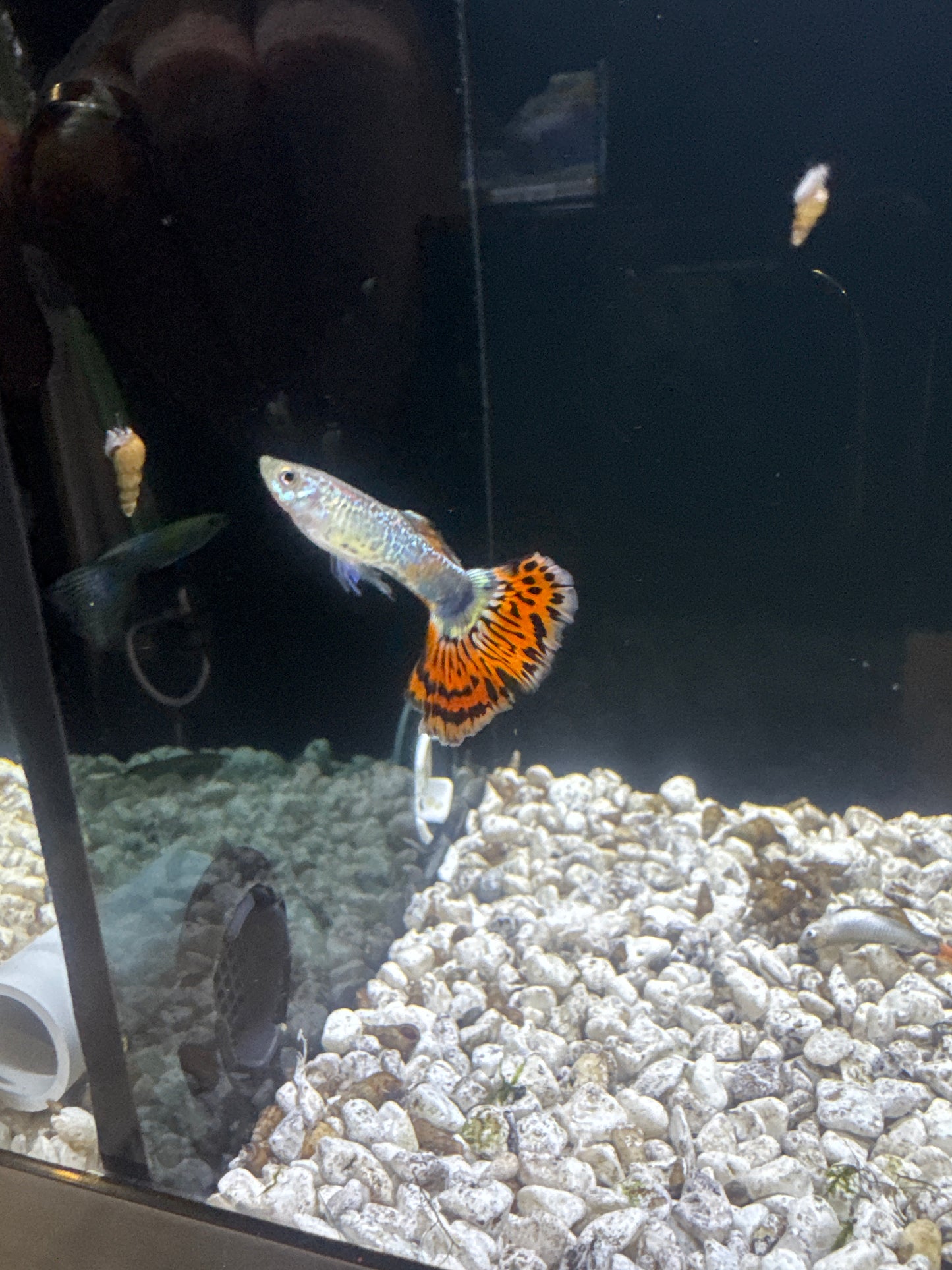 Guppies pairs (Poecilia reticulata)